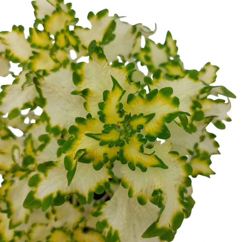 Coleus blumei - Africká kopřiva 089