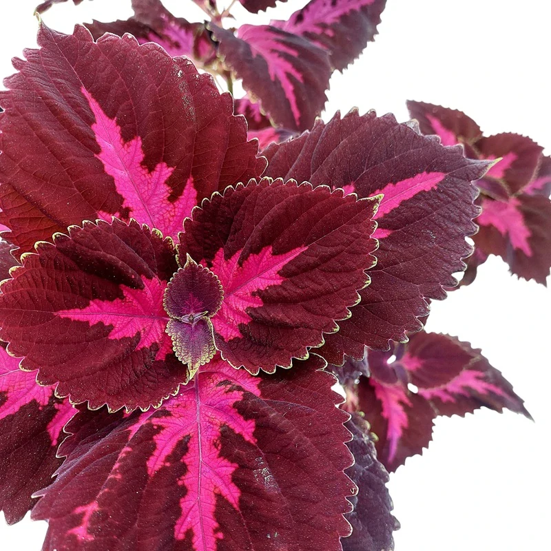 Coleus blumei - Africká kopřiva 298