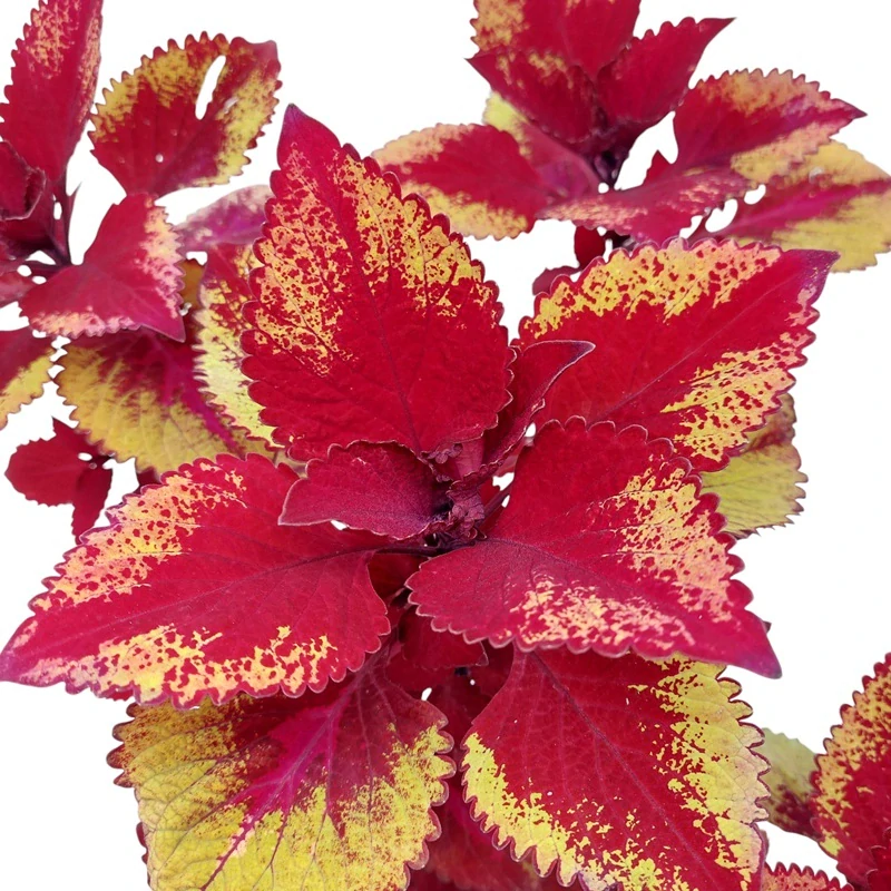 Coleus blumei - Africká kopřiva 290