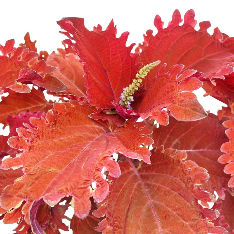 Coleus blumei - Africká kopřiva 296