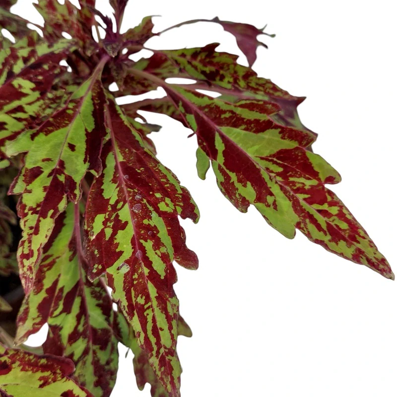 Coleus blumei - Africká kopřiva 056