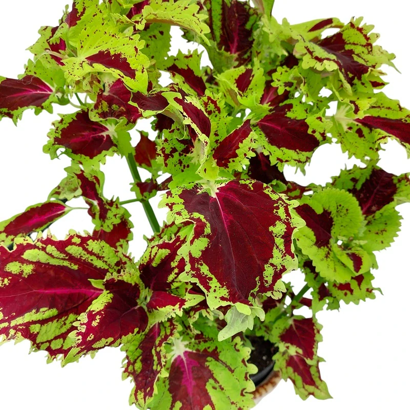 Coleus blumei - Africká kopřiva 292