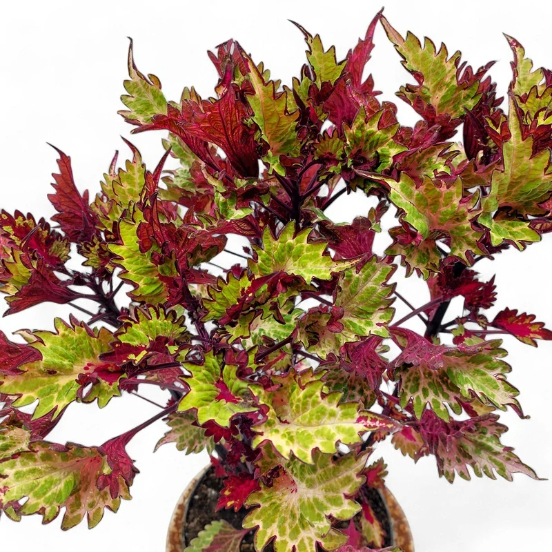 Coleus blumei - Africká kopřiva 240