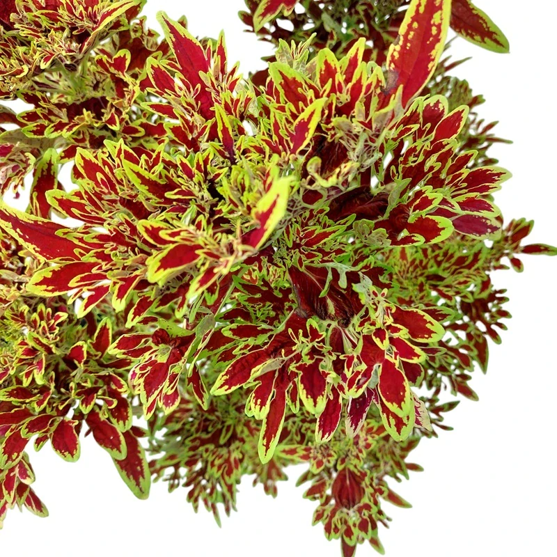 Coleus blumei - Africká kopřiva 243