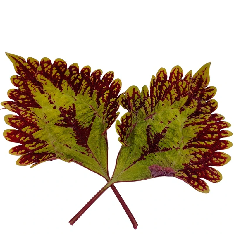 Coleus blumei - Africká kopřiva 239