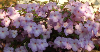 Achimenes - Honzík světle fialový