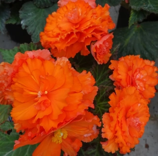 Begonie Orange Mystery