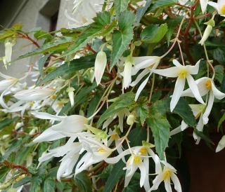 Begonie Boliviensis bílá