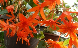 Begonie Boliviensis - oranžová plnokvětá