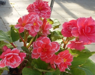 Begonie Elizabeth - růžová