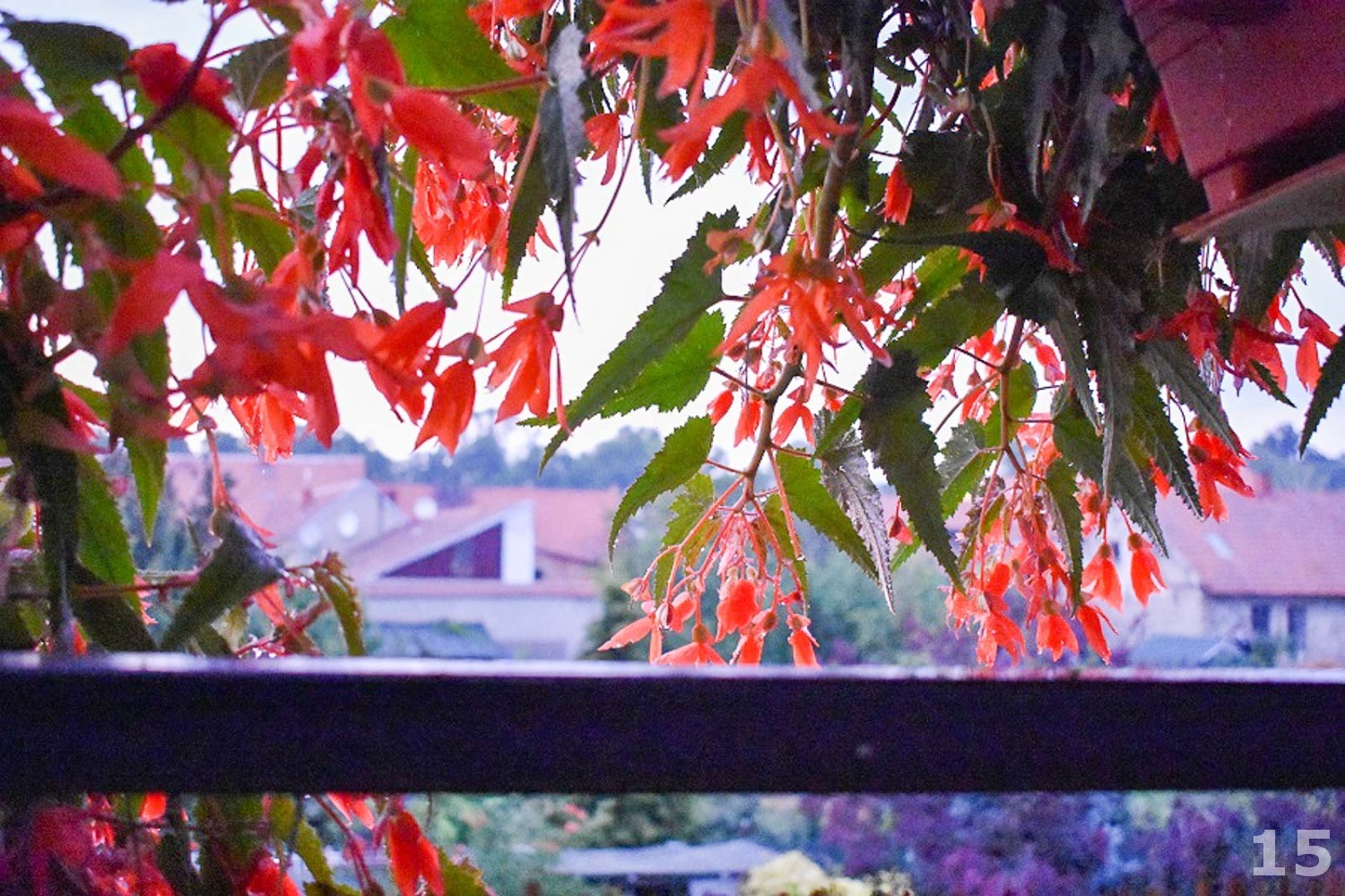 Soutěžní fotografie č.15